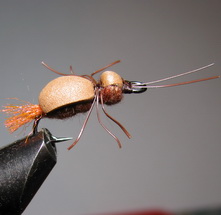 ���� ��� ������ - ���������� (orange tail) ��. ������� � 10 